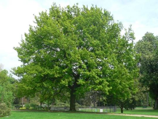 Quercus pubescens (Chne pubescent)